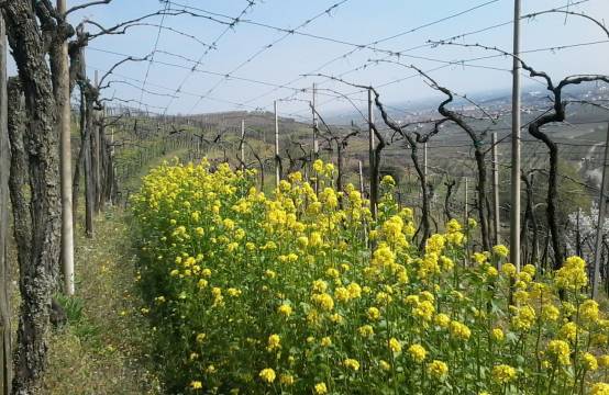 Klassieke pergolawijngaard